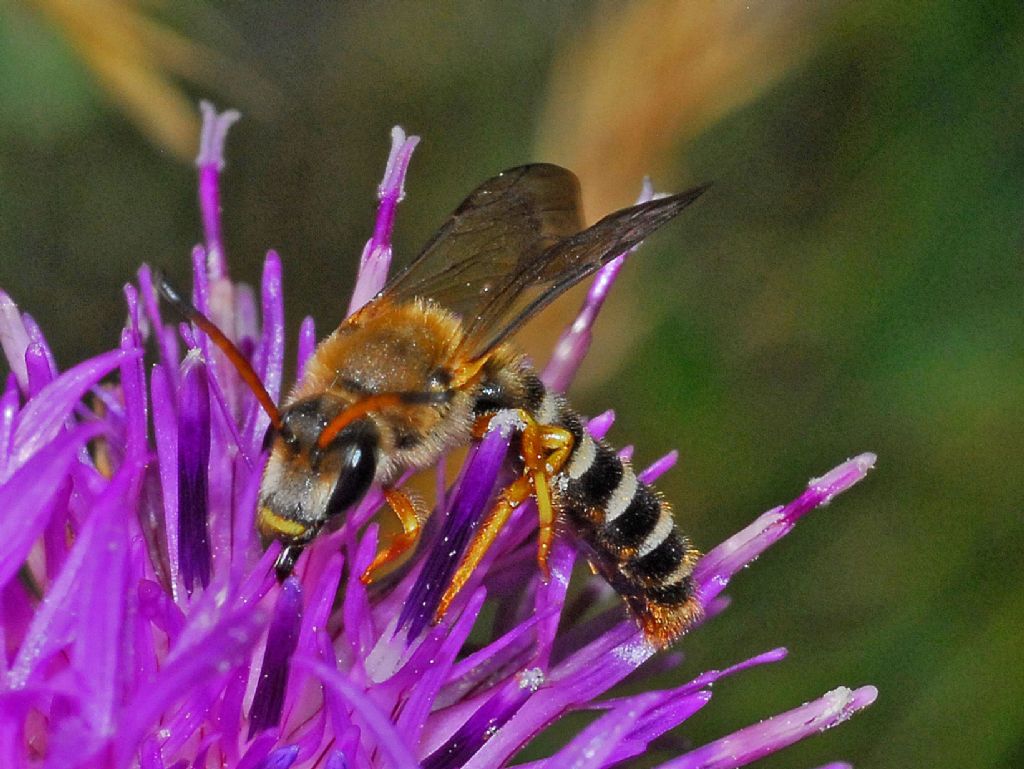 Apidae Halictinae: Halictus sexcinctus